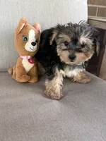 Shorkie, a female Shorkie for sale in Hamilton, OH – 5 of 8