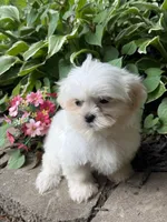 Shorkie, a female Shorkie for sale in Hamilton, OH – 1 of 9