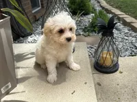 Maltipoo, a male Maltipoo for sale in Hamilton, OH – 4 of 6