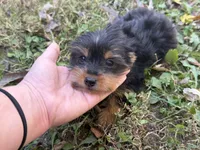 Shorkie, a female Shorkie for sale in Hamilton, OH – 6 of 6