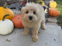 Morkie, a male Morkie for sale in Hamilton, OH – 6 of 10