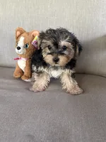 Shorkie, a female Shorkie for sale in Hamilton, OH – 7 of 8