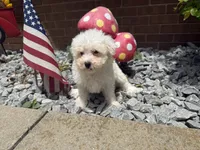 Maltipoo, a male Maltipoo for sale in Hamilton, OH – 4 of 10