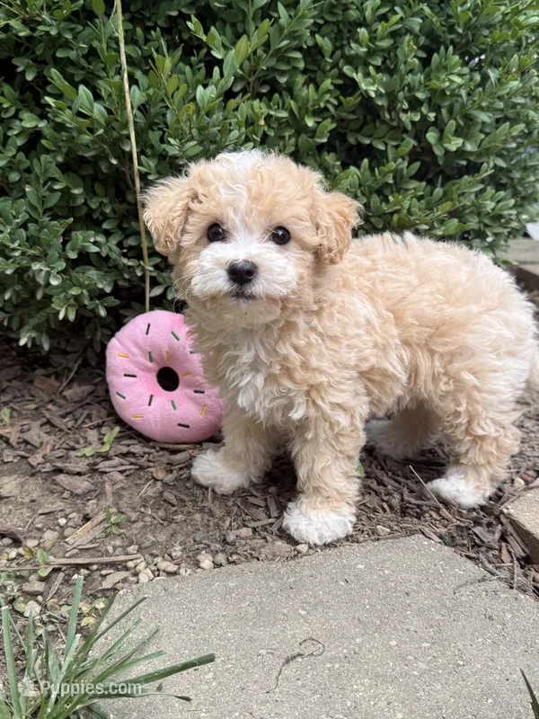 Maltipoo – Maltipoo puppy for sale in Hamilton, OH