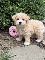 Maltipoo, a female Maltipoo for sale in Hamilton, OH – 1 of 8