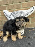 Shorkie, a female Shorkie for sale in Hamilton, OH – 7 of 7