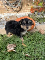 Shorkie, a female Shorkie for sale in Hamilton, OH – 3 of 7