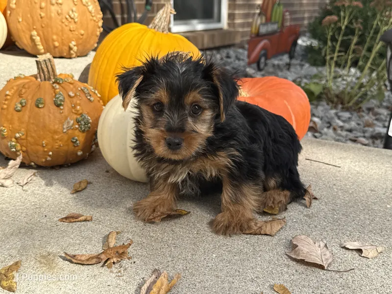 Shorkie – Shorkie puppy for sale in Hamilton, OH