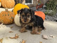 Shorkie, a male Shorkie for sale in Hamilton, OH – 1 of 7