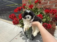 Shihpoo, a female Shihpoo for sale in Hamilton, OH – 4 of 10