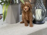 Maltipoo, a male Maltipoo for sale in Hamilton, OH – 8 of 8