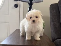 Morkie-Poo, a male Poodle - Miniature  and Morkie for sale in Hamilton, OH – Photo 3 of 7