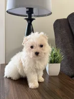 Morkie-Poo, a male Poodle - Miniature  and Morkie for sale in Hamilton, OH – Photo 4 of 7