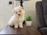 Morkie-Poo, a male Poodle - Miniature  and Morkie for sale in Hamilton, OH – Photo 7 of 7