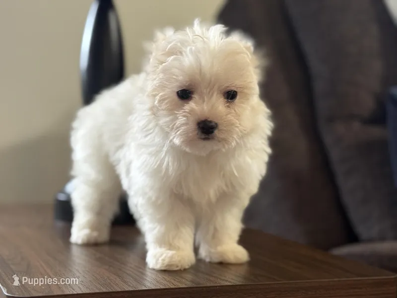 Morkie-Poo – Poodle - Miniature , Morkie puppy for sale in Hamilton, OH