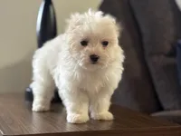 Morkie-Poo, a male Poodle - Miniature  and Morkie for sale in Hamilton, OH – Photo 1 of 7