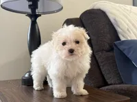 Morkie-Poo, a male Poodle - Miniature  and Morkie for sale in Hamilton, OH – Photo 2 of 7