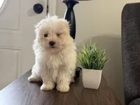 Morkie-Poo, a male Poodle - Miniature  and Morkie for sale in Hamilton, OH – Photo 5 of 7