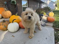 Morkie, a male Morkie for sale in Hamilton, OH – 5 of 10
