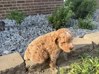 Maltipoo, a male Maltipoo for sale in Hamilton, OH – 8 of 10