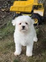 Maltipoo, a male Maltipoo for sale in Hamilton, OH – 5 of 8