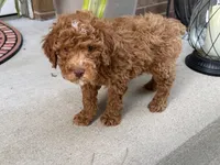 Maltipoo, a male Maltipoo for sale in Hamilton, OH – 6 of 8