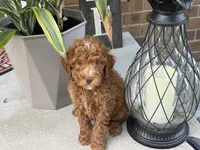 Maltipoo, a male Maltipoo for sale in Hamilton, OH – 4 of 8