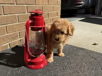 Maltipoo, a male Maltipoo for sale in Hamilton, OH – 2 of 10