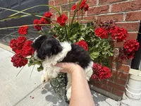 Shihpoo, a female Shihpoo for sale in Hamilton, OH – 8 of 10