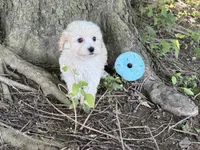 Maltipoo, a male Maltipoo for sale in Hamilton, OH – 10 of 10