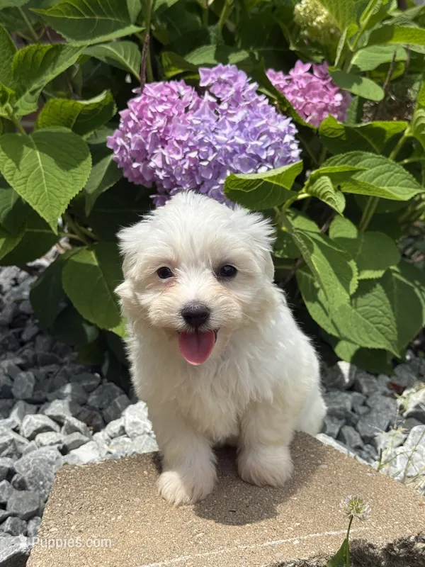 Maltipoo – Maltipoo puppy for sale in Hamilton, OH