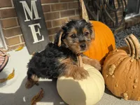 Shorkie, a male Shorkie for sale in Hamilton, OH – 7 of 7