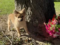 Pomeranian, a female Pomeranian for sale in Hamilton, OH – 7 of 10