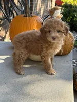 Maltipoo, a female Maltipoo for sale in Hamilton, OH – 5 of 9