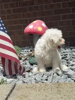 Maltipoo, a male Maltipoo for sale in Hamilton, OH – 9 of 10