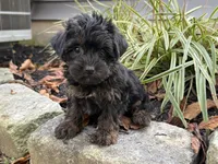 Shorkie, a male Shorkie for sale in Hamilton, OH – 2 of 6