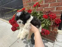 Shihpoo, a female Shihpoo for sale in Hamilton, OH – 9 of 10