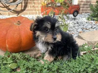 Shorkie, a female Shorkie for sale in Hamilton, OH – 1 of 7