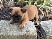 Pekachi, a male Chihuahua and Pekingese for sale in Hamilton, OH – Photo 2 of 9