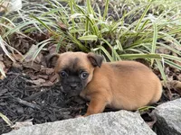 Pekachi, a male Chihuahua and Pekingese for sale in Hamilton, OH – Photo 8 of 9