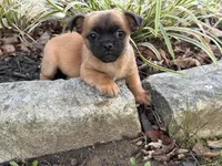 Pekachi, a male Chihuahua and Pekingese for sale in Hamilton, OH – Photo 9 of 9