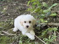 Maltipoo, a male Maltipoo for sale in Hamilton, OH – 6 of 9