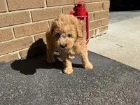 Maltipoo, a male Maltipoo for sale in Hamilton, OH – 7 of 10