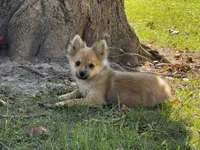 Pomeranian, a female Pomeranian for sale in Hamilton, OH – 4 of 10