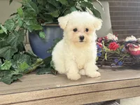 Maltipoo, a female Maltipoo for sale in Hamilton, OH – 7 of 7