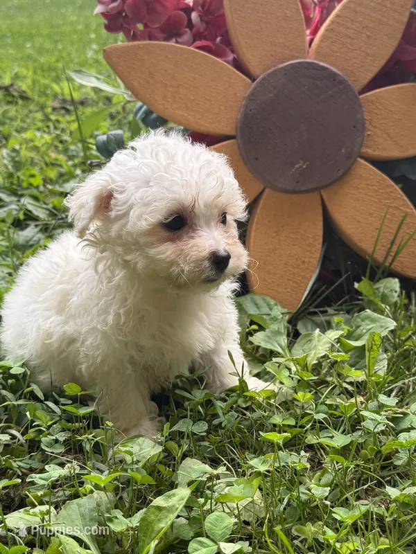 Maltipoo – Maltipoo puppy for sale in Hamilton, OH
