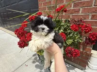 Shihpoo, a female Shihpoo for sale in Hamilton, OH – 5 of 10