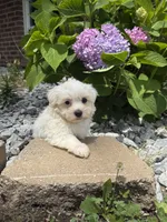 Maltipoo, a female Maltipoo for sale in Hamilton, OH – 2 of 9