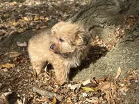 Shorkie, a male Shorkie for sale in Hamilton, OH – 3 of 7