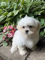 Shorkie, a female Shorkie for sale in Hamilton, OH – 2 of 9
